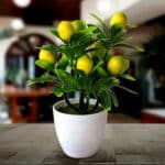 Albero di limone artificiale in vaso bianco.