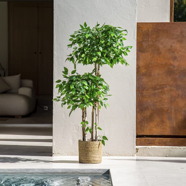 Ficus in vaso doppia pianta artificiale verde a bordo piscina.