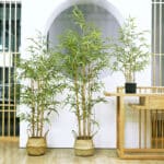 Arbusto di bambù in vaso di vimini
