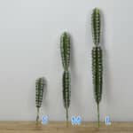 Foto di cactus artificiali di diverse dimensioni posizionati su una parete bianca