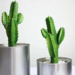 Cactus verdi in vasi decorativi.