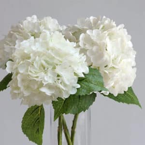 Foto di 3 fiori di ortensia bianca in un vaso di vetro