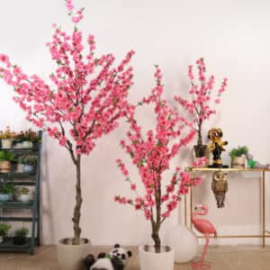 3 alberi di fiori di ciliegio rosa brillante in vasi bianchi in una stanza illuminata in modo soffuso con pavimento in legno e pareti bianche.