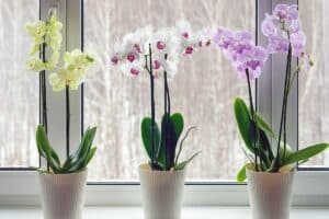 I 5 migliori fiori artificiali per decorare il salotto Uncategorized i 5 migliori fiori artificiali per decorare il salotto 5