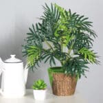 una piccola palma tropicale in un vaso accanto a una piccola succulenta accanto a una teiera bianca