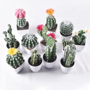 Tanti piccoli cactus in vaso di diversi colori su uno sfondo bianco