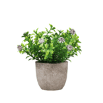 Mini pianta verde con vaso grigio su sfondo bianco.