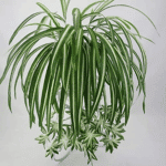 Clorofito pianta pensile artificiale