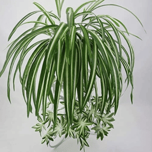 Clorofito pianta pensile artificiale