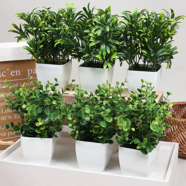 6 piccole piante verdi in vasi bianchi.