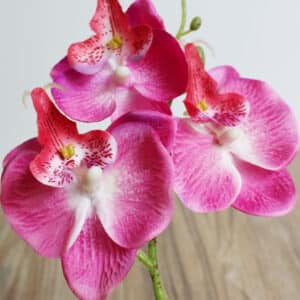 Possiamo vedere uno stelo con tre fiori di orchidea rosa e bianchi.