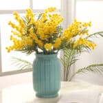 Bouquet di mimose gialle in un vaso di terracotta blu su un tavolo di legno davanti a una finestra