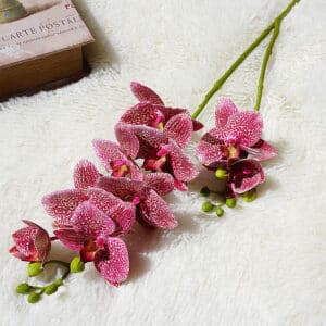 Si può vedere un bel gambo di fiori di orchidea viola.
